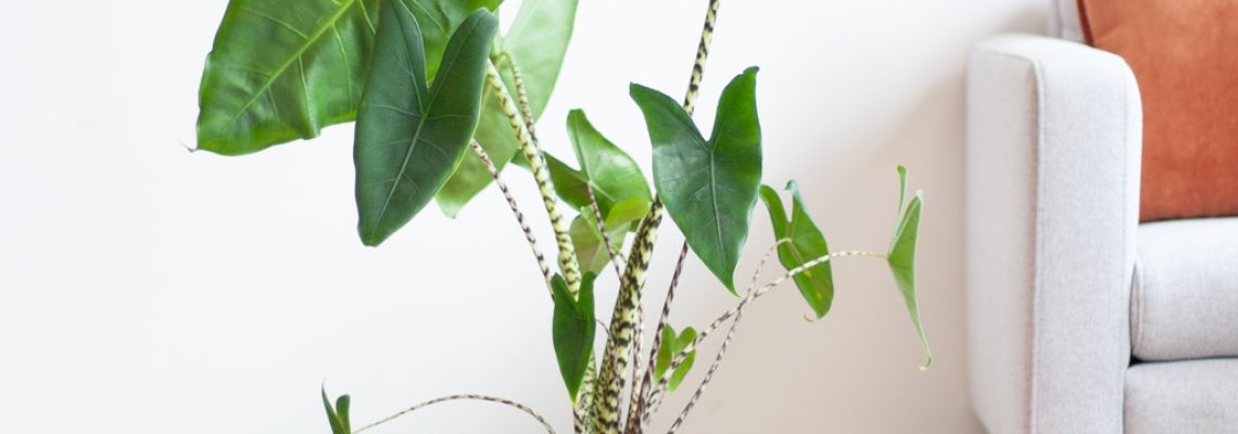 Alocasia