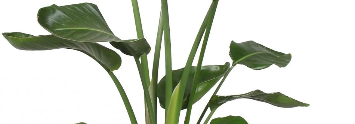 Strelitzia