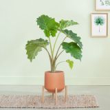 Alocasia Portadora Olifantsoor