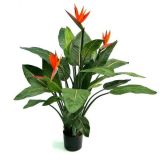 Strelitzia Deluxe - 115 cm