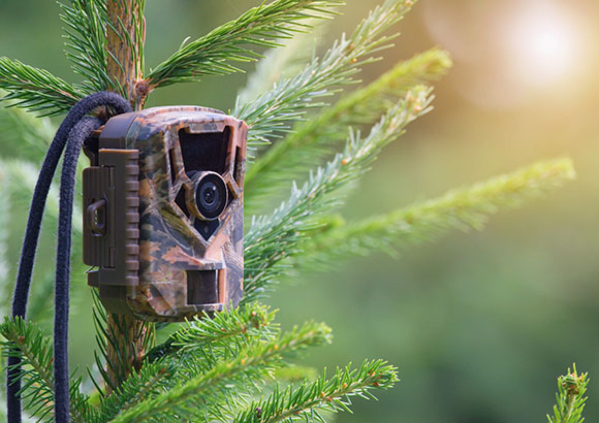 Beste Wildcamera 2024 Top 5 Beste kopen